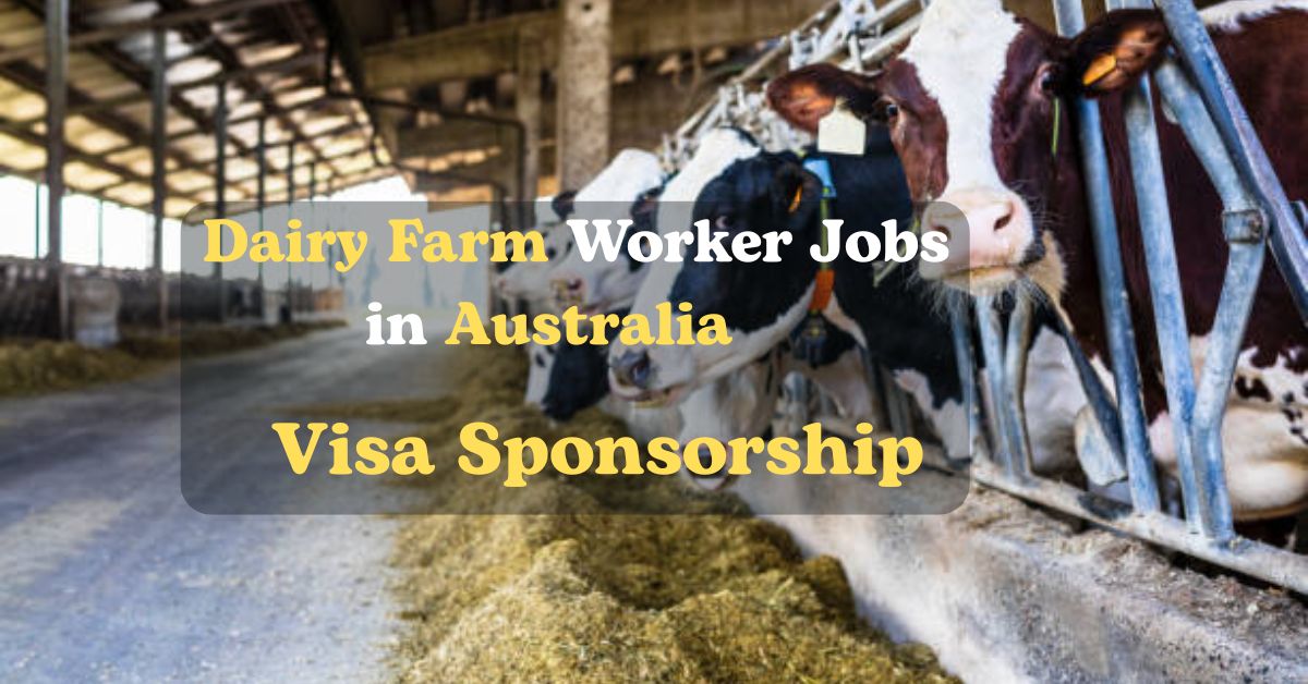Dairy Farm Worker Jobs in Australia with Visa Sponsorship 2025 – Your Pathway to a Rewarding Career