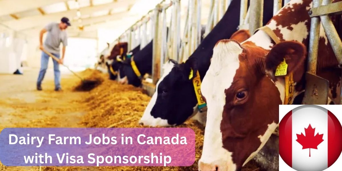 Dairy Farm Jobs in Canada with Visa Sponsorship – May 2025 Hiring Now!
