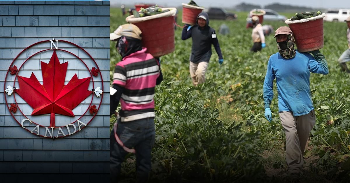 Canada Farm Worker Jobs – Visa Sponsorship 2025